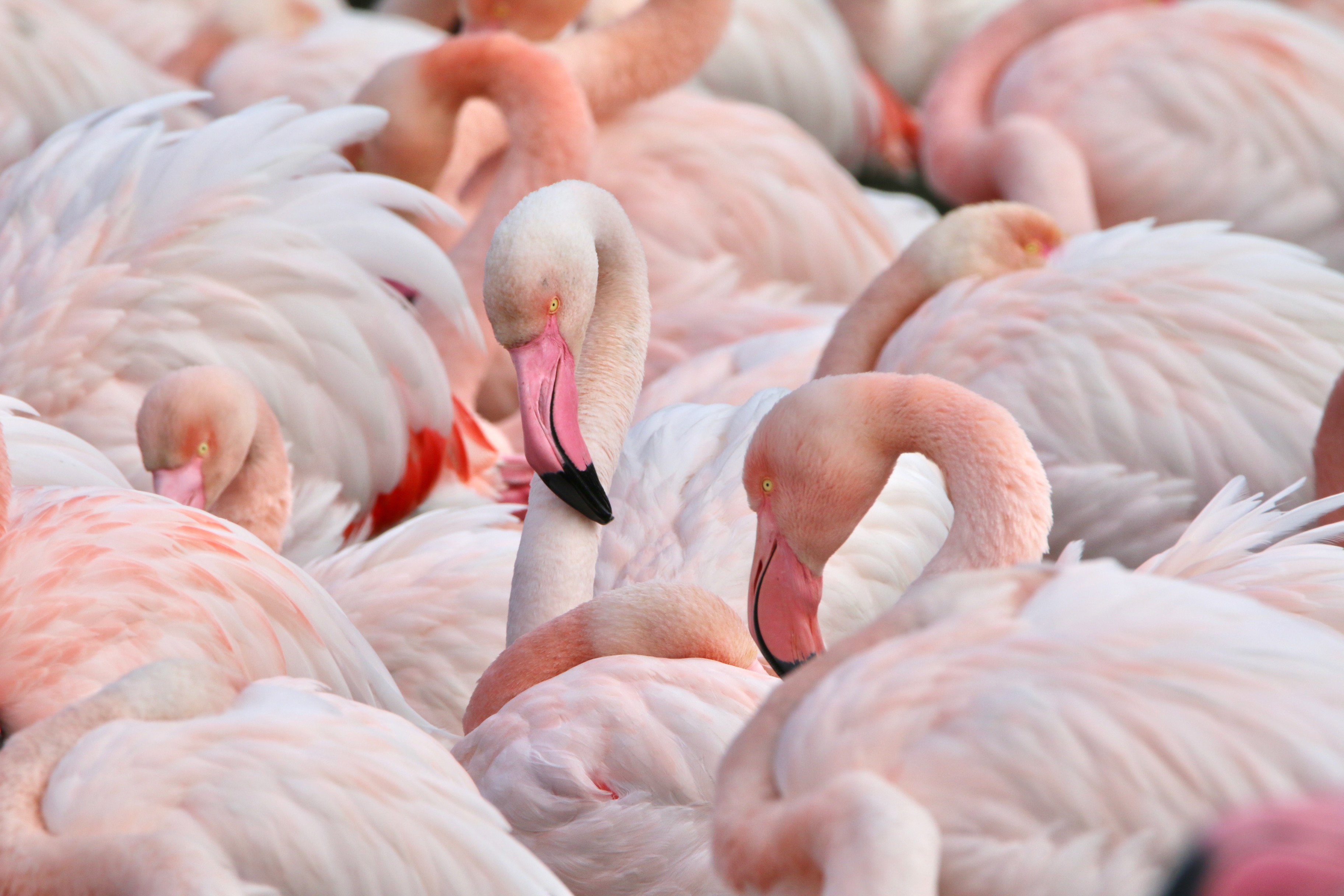 Canevas Tapisserie Vintage Années 70 - Couple De Flamants Roses - Coton